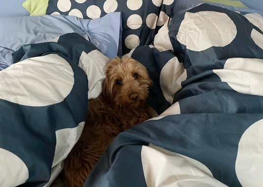 Clr Shop Bedding is Here - Revamp Your Bedroom!