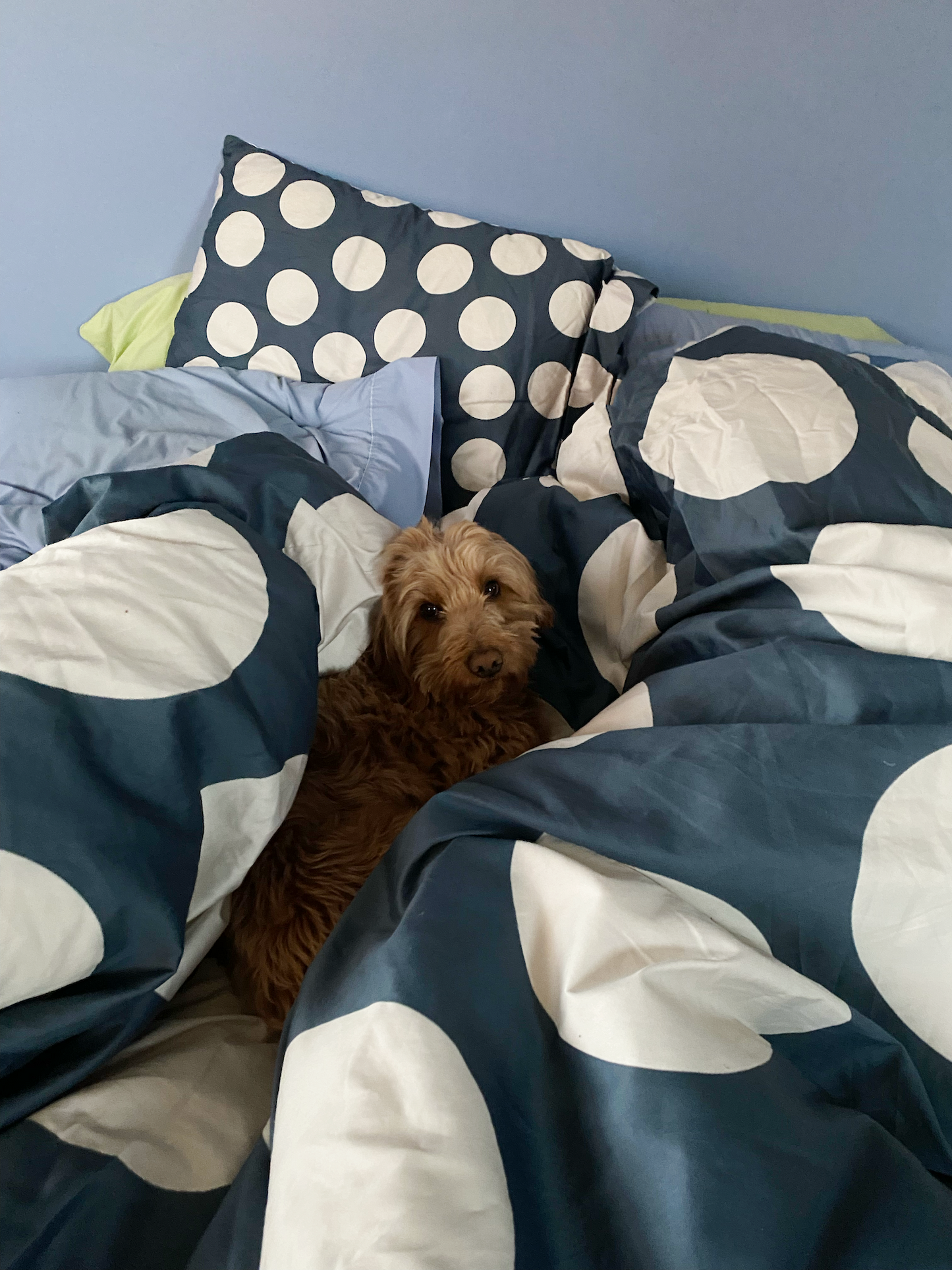 Denim Dots Duvet Set